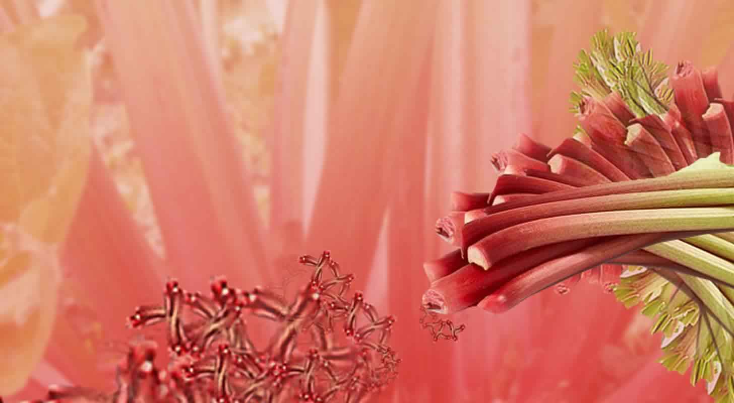 Rebarborové víno: Rebarbora: 3 domácí recepty