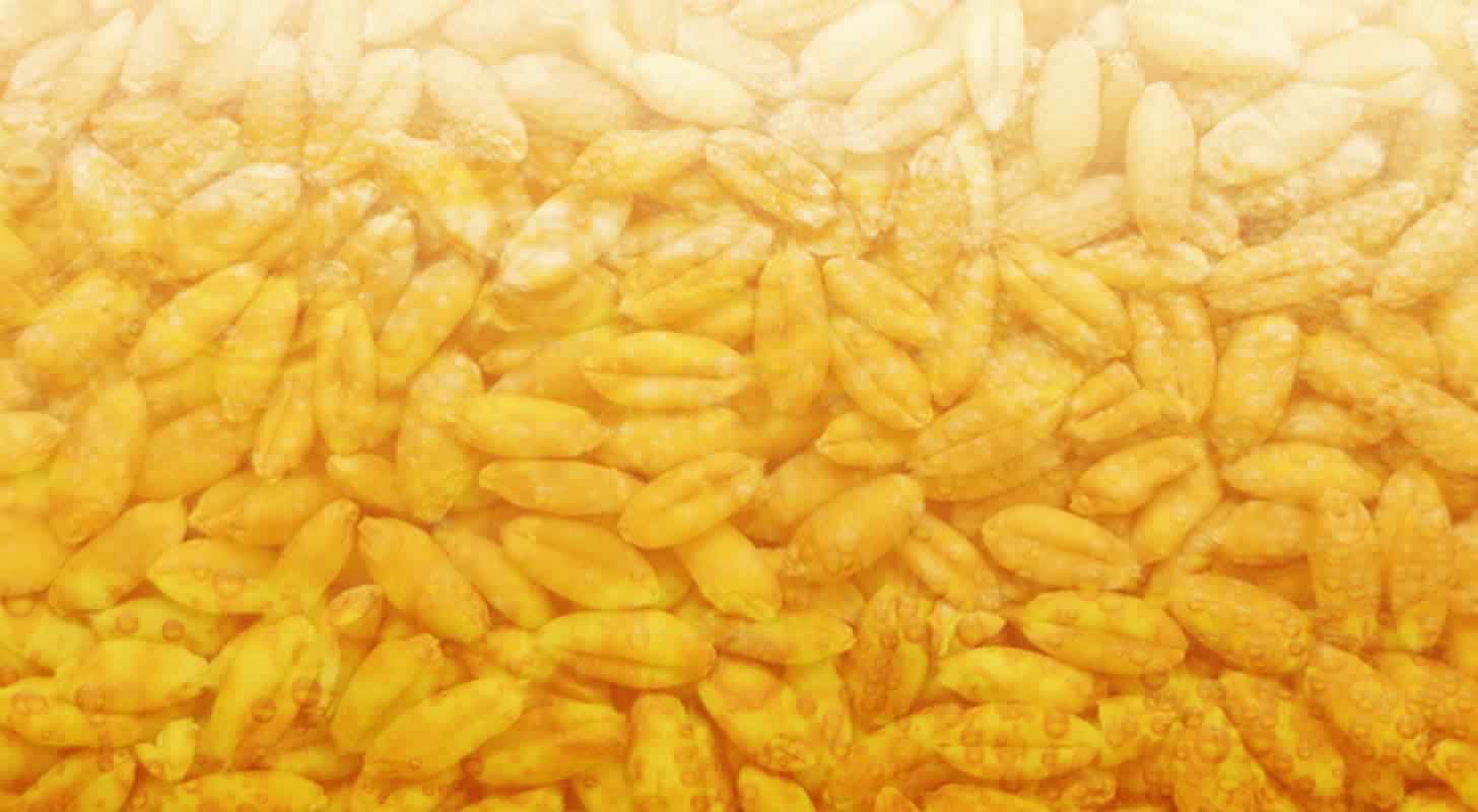 Pšeničné pivo: 3 domácí recepty + tipy