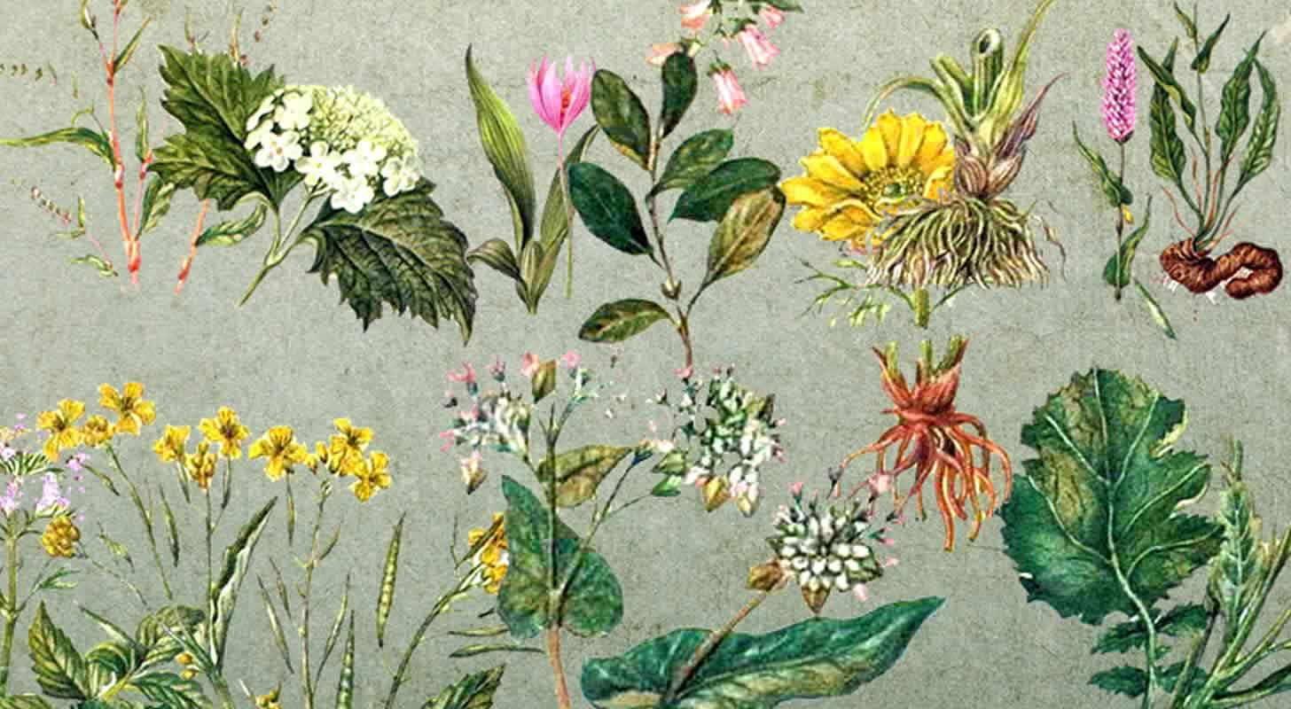 Léčivé tinktury: 9 receptů z oblíbených rostlin