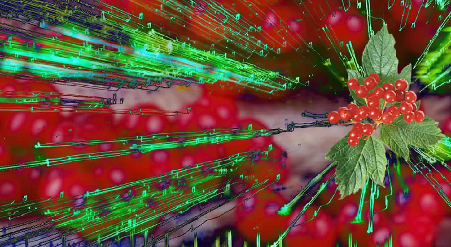 Viburnum tinktúra: 8 házi recept