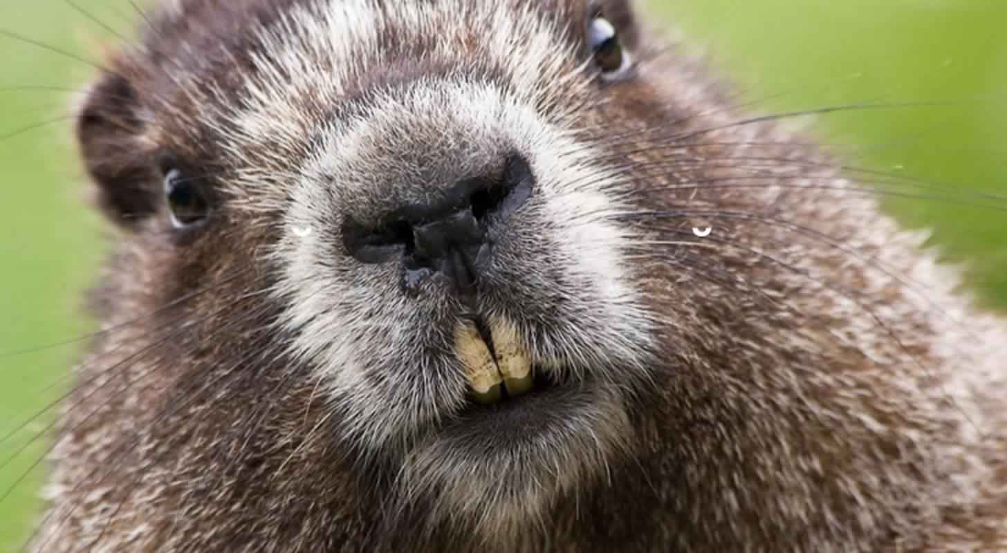 Tinktura z bobřího listu: léčivé vlastnosti, jak pít + recept na domácí přípravu