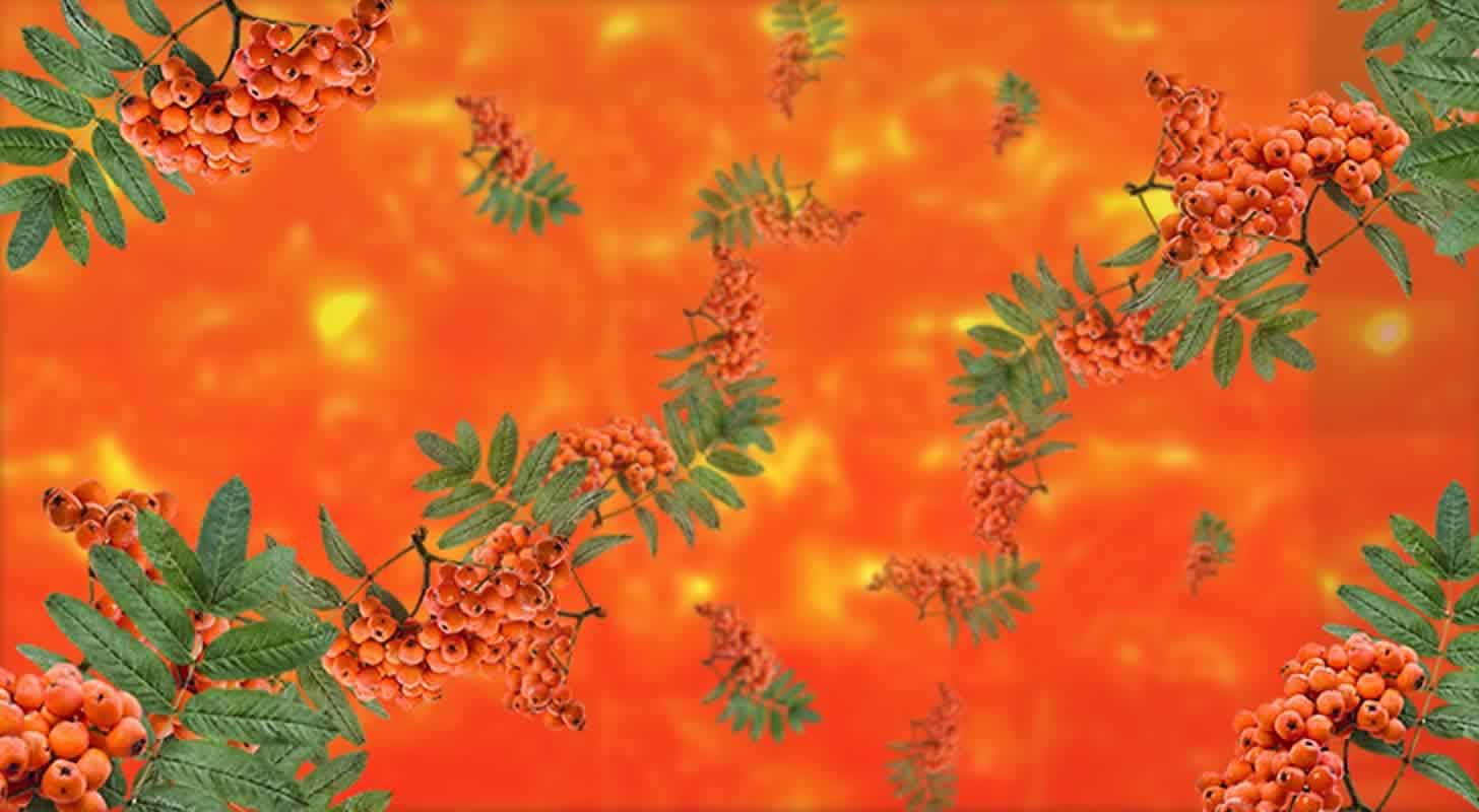 Jeřabinová tinktura: 6 domácích receptů