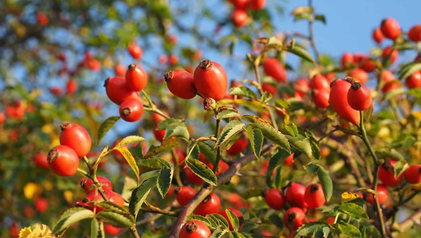 Hyben tinktur og likør: 4 opskrifter derhjemme