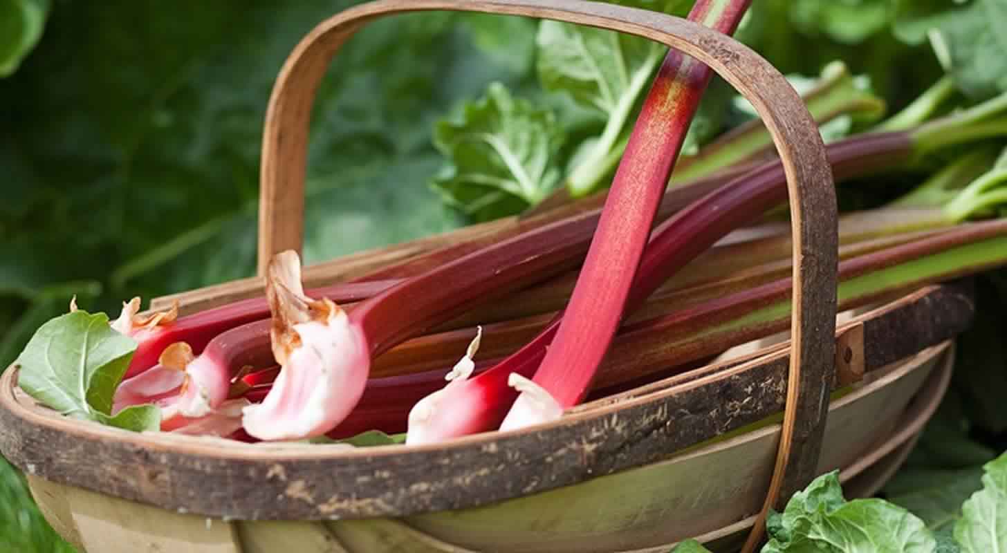 Likér a tinktura z rebarbory: 2 recepty doma