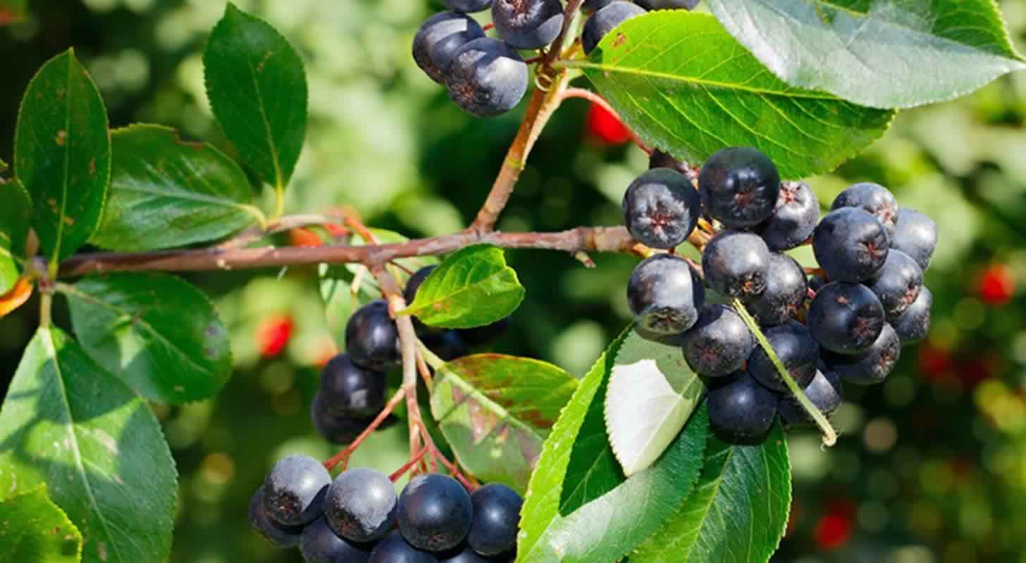 Likeris iš aronijų: 3 receptai namuose