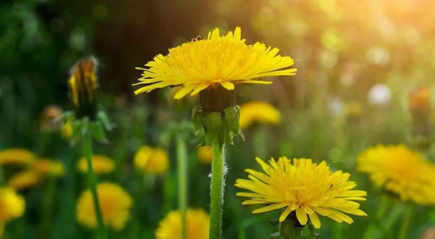 Víno, likér, pampelišková tinktura: 3 domácí recepty