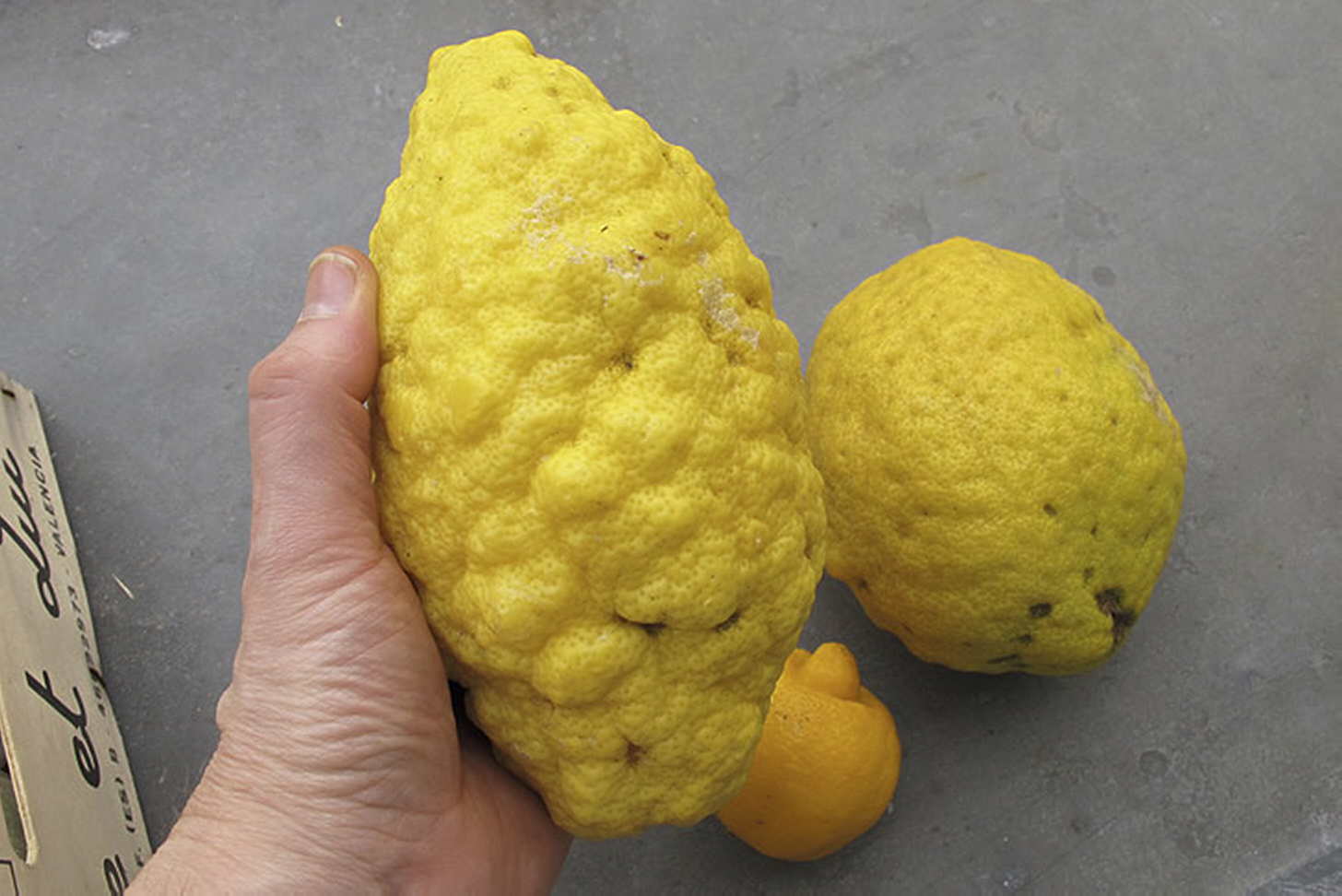 Cedratine likeris: apžvalga, iš ko jis gaminamas, kaip nusipirkti tikrąjį + 10 kokteilių receptų