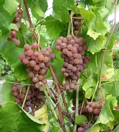 Сорт винограда Платовский