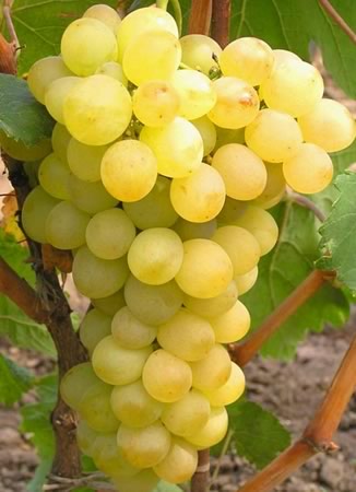 Виноград Лучший винный сорт Посадка и уход